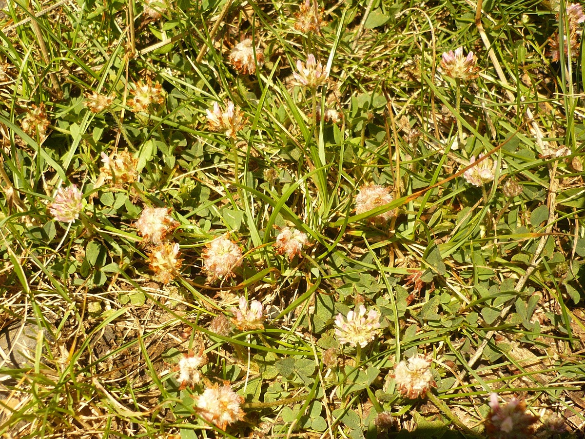 Trifolium fragiferum (Fabaceae)